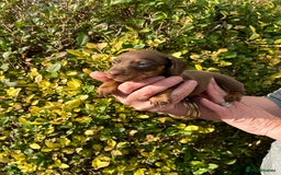 Miniature Dachshund dogs for sale: Kc reg mini dachshunds - Image 17