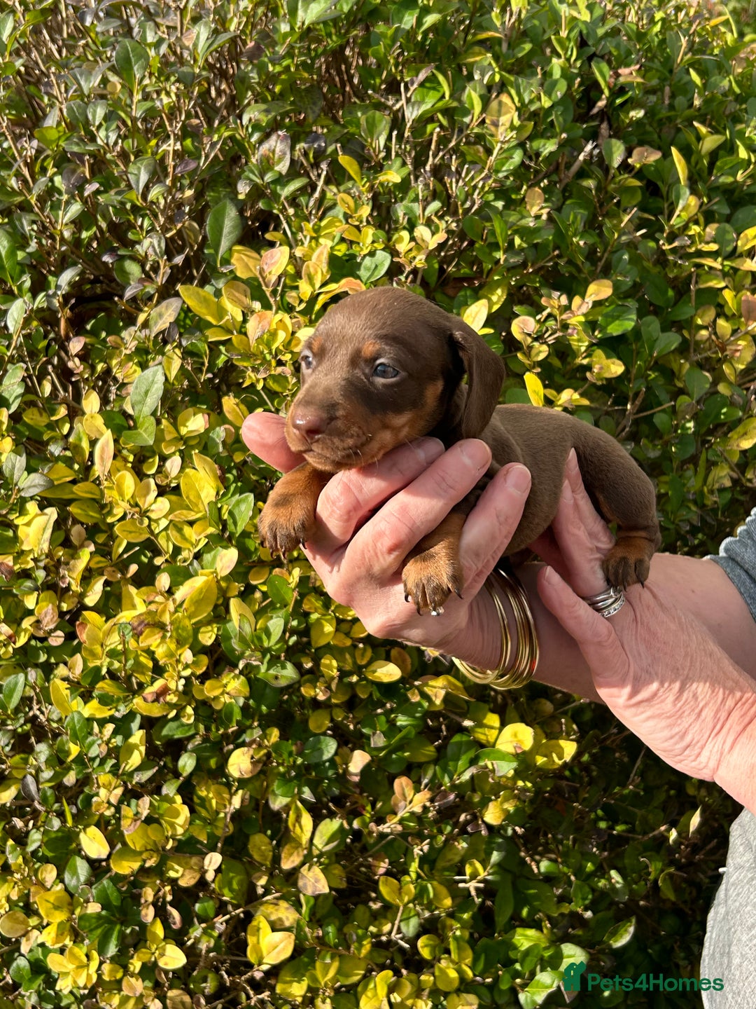 Miniature Dachshund dogs for sale: Kc reg mini dachshunds - Image 17