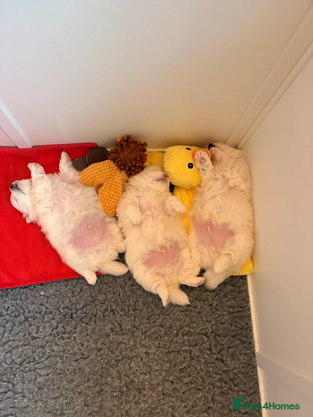 Mixed Breed dogs for sale: Pomachon male puppies  - Advert 4