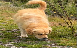 Goldador dogs for sale: Goldador puppies, Labrador x Golden Retiever  - Image 18