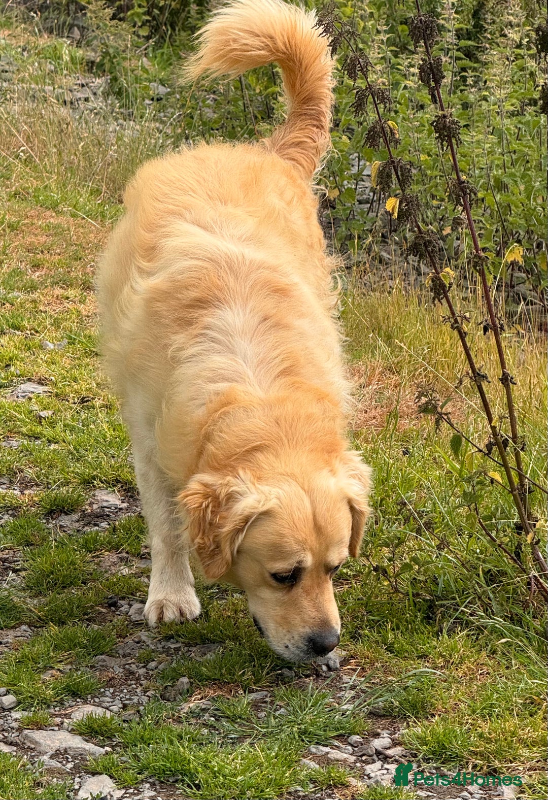 Goldador dogs for sale: Goldador puppies, Labrador x Golden Retiever  - Image 18