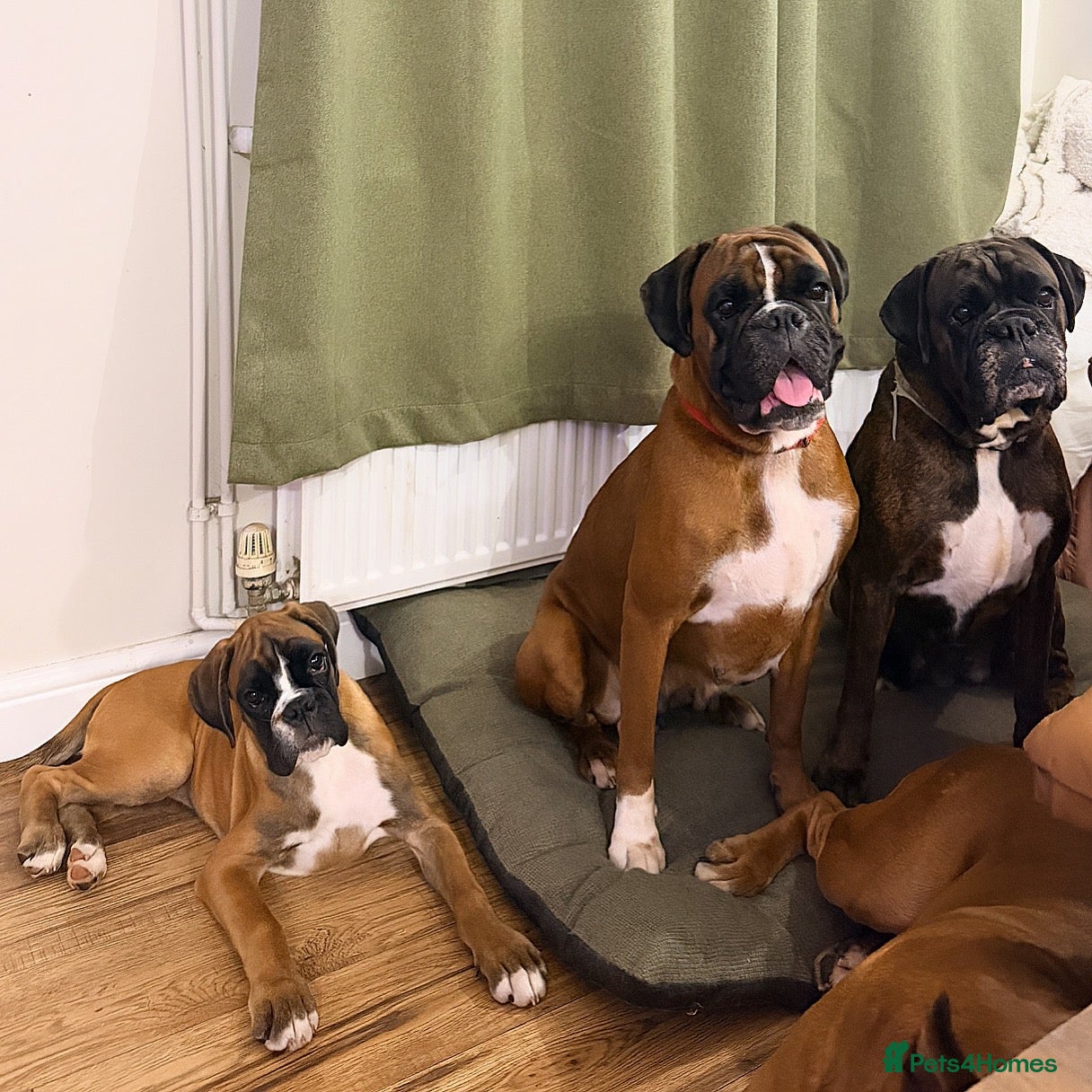 Boxer dogs Kc Beautful Red boxer female  - Advert 1