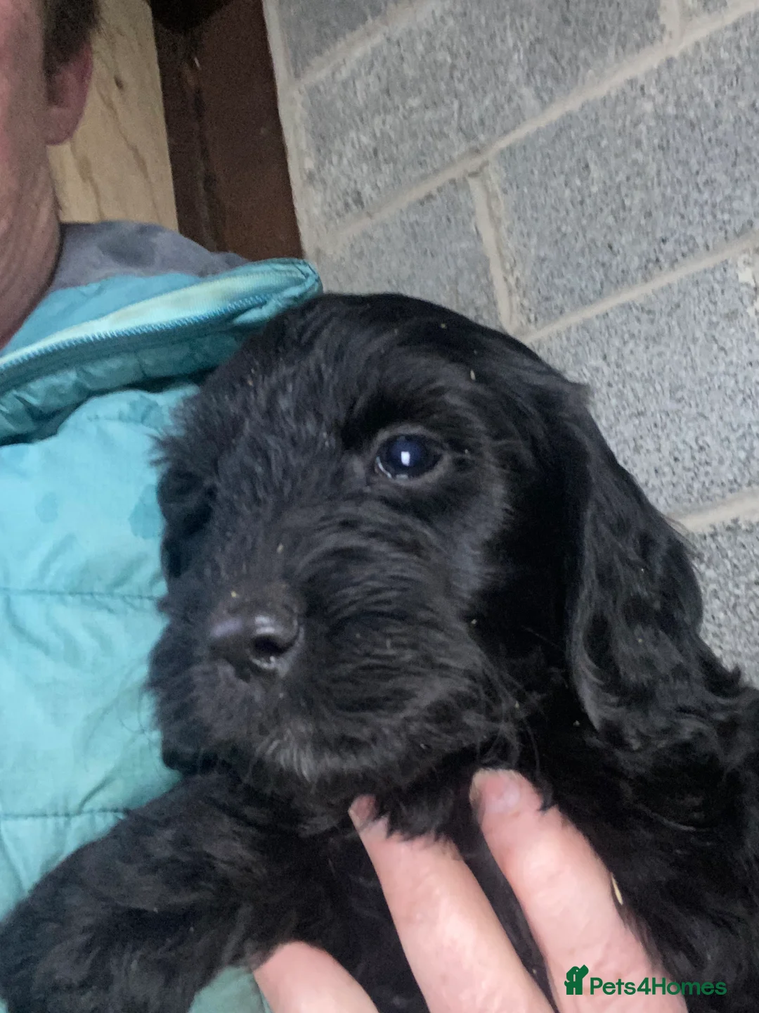 Cockapoo dogs for sale: Cockapoo pups for sale - Advert 7