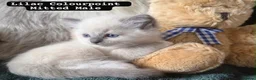 Ragdoll cats for sale: Ragdoll kittens - Advert 19
