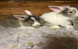 Mini Lop rabbits for sale: New litter added, angora/lionhead bunny rabbits  - Image 1