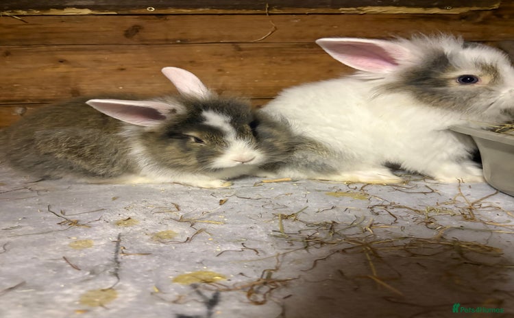 Mini Lop rabbits - Advert 15