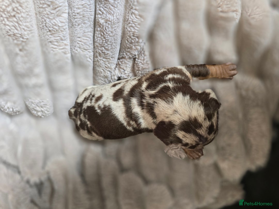 Miniature Dachshund dogs for sale: Dapple miniature dachshund - Image 5