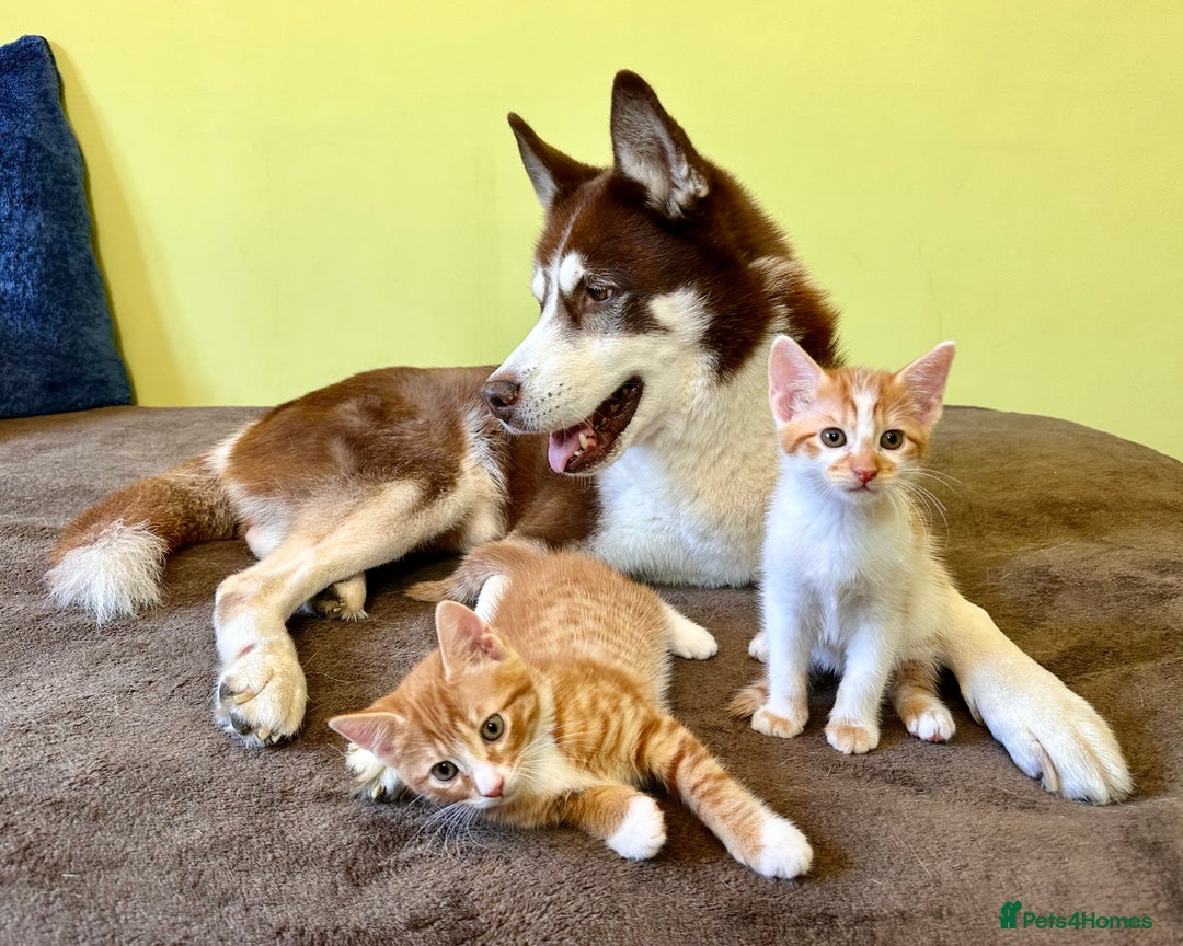 Mixed Breed cats for sale: Ginger Kittens from half Siamese mum - Image 14
