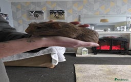 Guinea Pig rodents for sale: 6 boars 4 sale pr5 5ag  - Advert 9