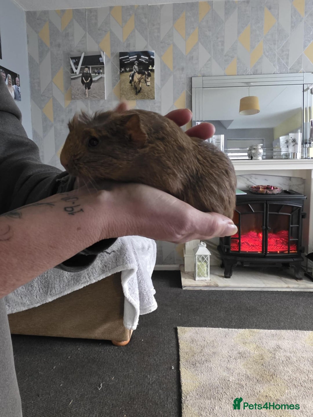 Guinea Pig rodents for sale: 6 boars 4 sale pr5 5ag  - Advert 9