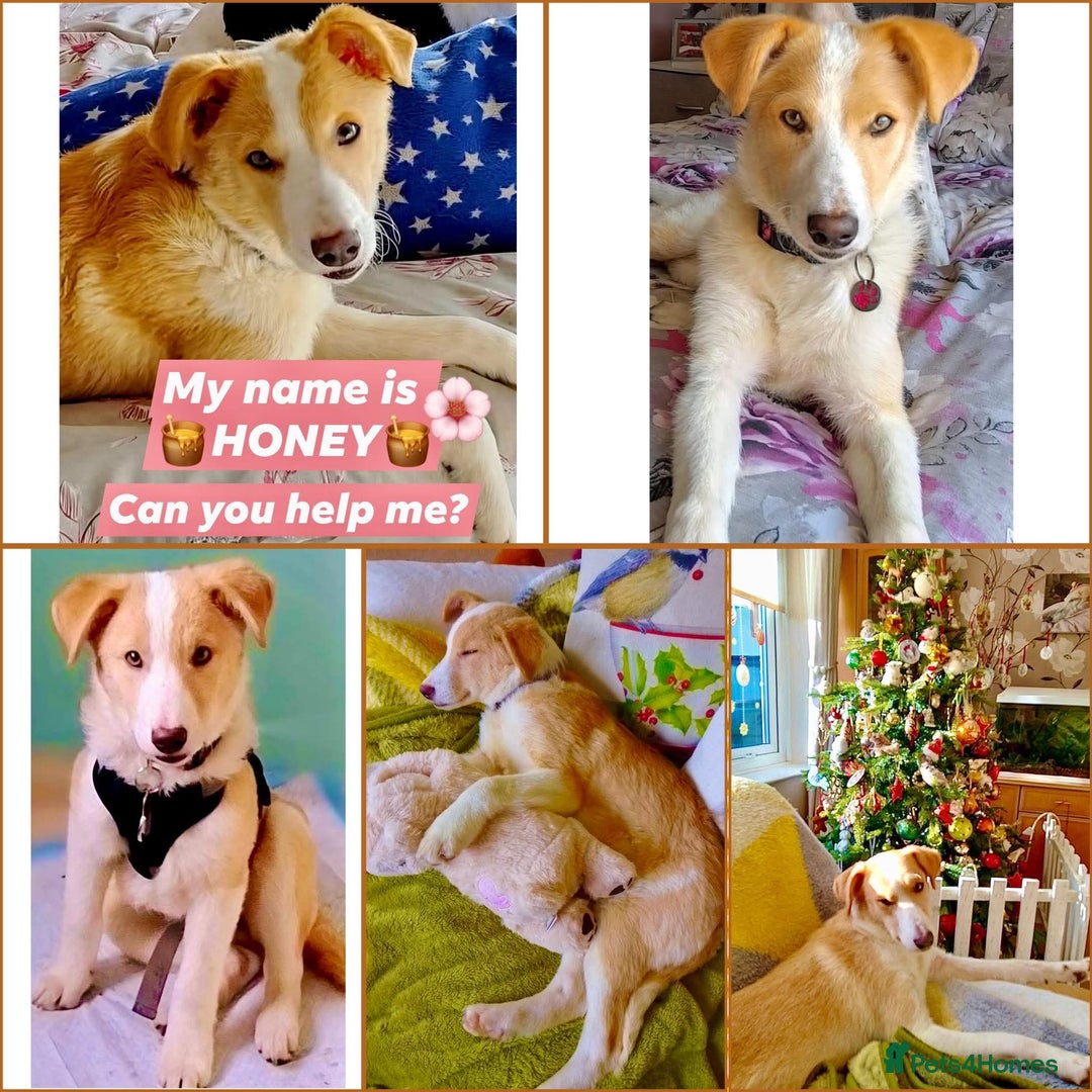Mixed Breed dogs for sale: HONEY 🍯 Is looking for a forever home - Advert 2