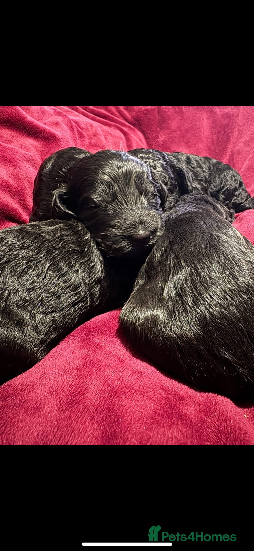 Cockapoo dogs for sale: F2 cockapoo puppies  - Image 10