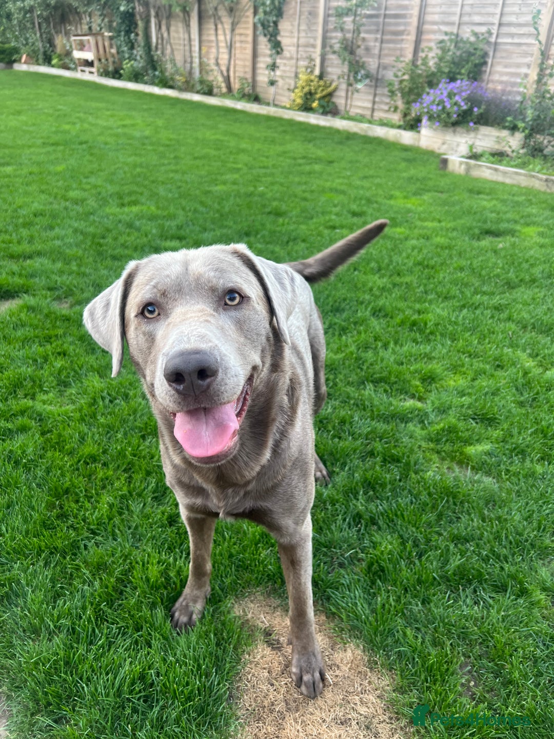 Labrador Retriever dogs for sale: Sweet❤️heart Labrador pups arriving soon! - Image 5