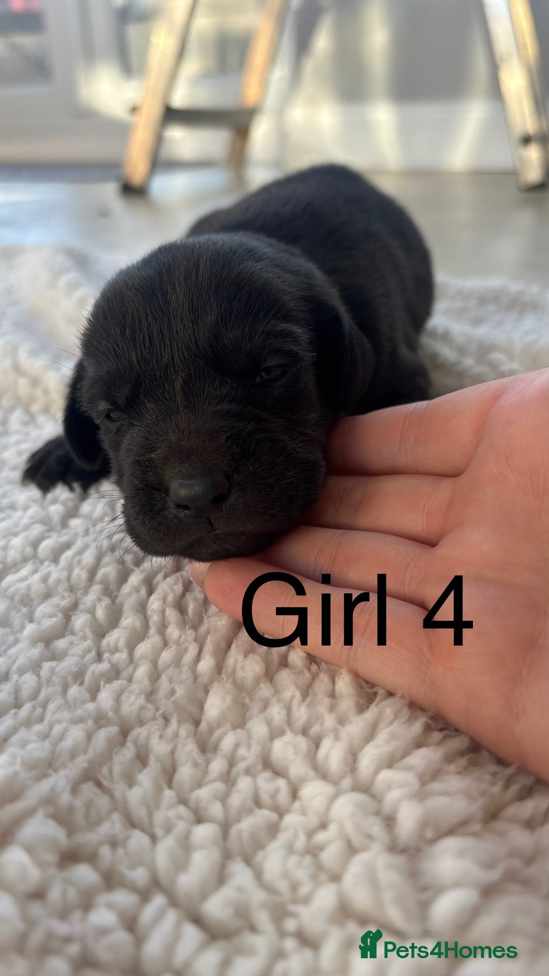 Labrador Retriever dogs for sale: KC registered Labrador pups - Advert 11