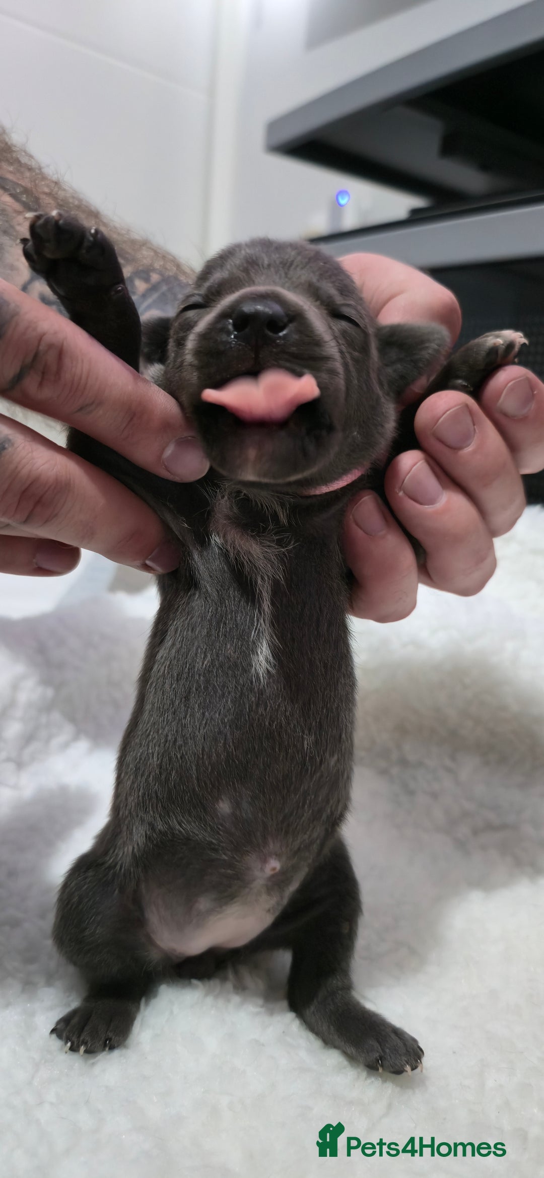 Staffordshire Bull Terrier dogs for sale:  Blue Staffy puppies for sale KC REGISTERED  - Image 4