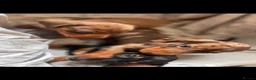 Miniature Dachshund dogs for sale: Miniature Dachshunds  - Advert 11