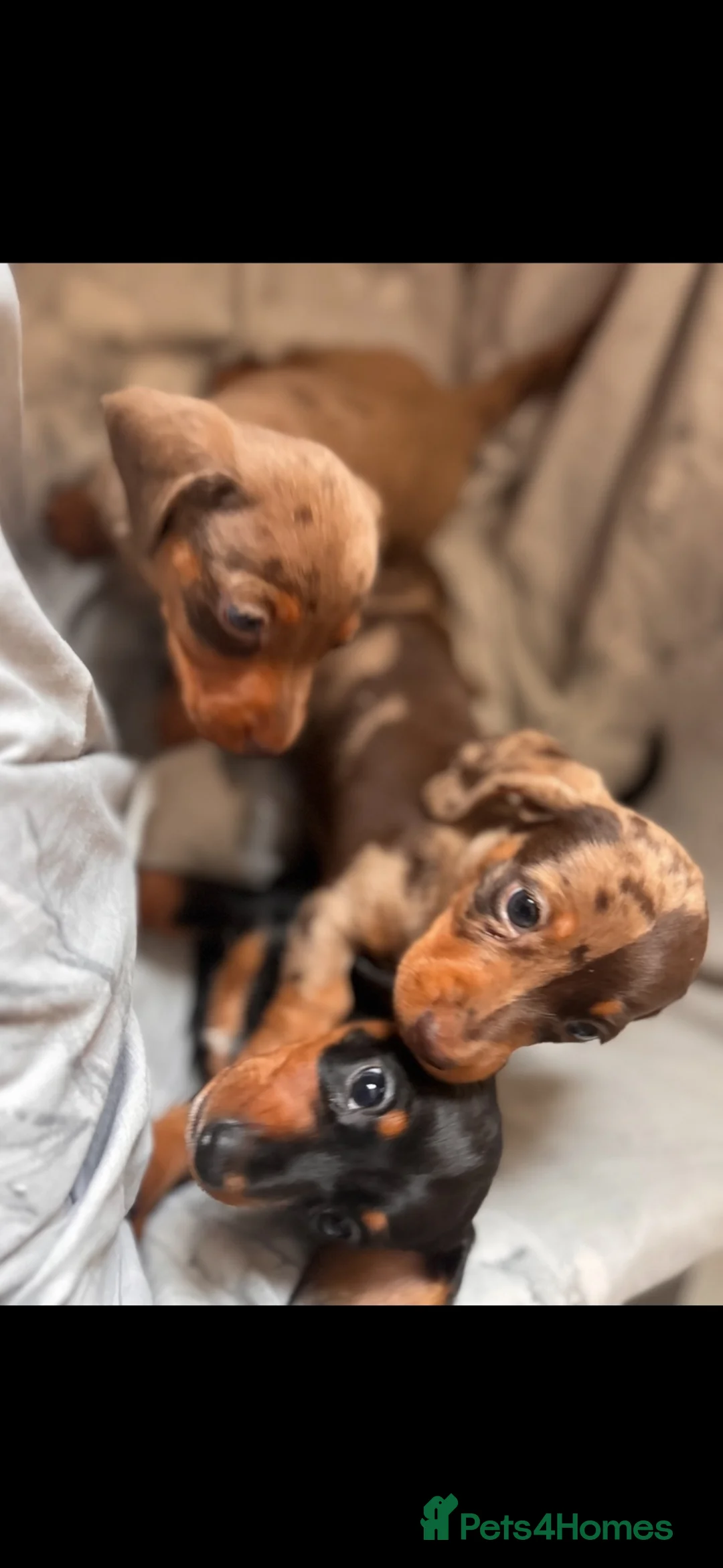 Miniature Dachshund dogs for sale: Miniature Dachshunds  - Advert 11