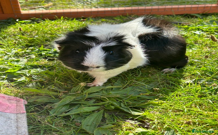 Guinea Pig rodents - Advert 2
