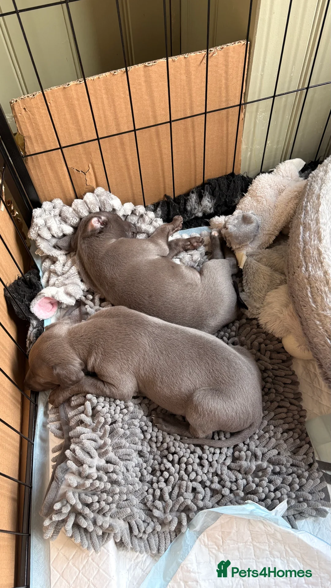 Whippet dogs for sale: KC whippet puppies - Advert 7