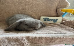 Mini Lop rabbits for sale: Friendly mini lop babies ready 14 August - Image 5