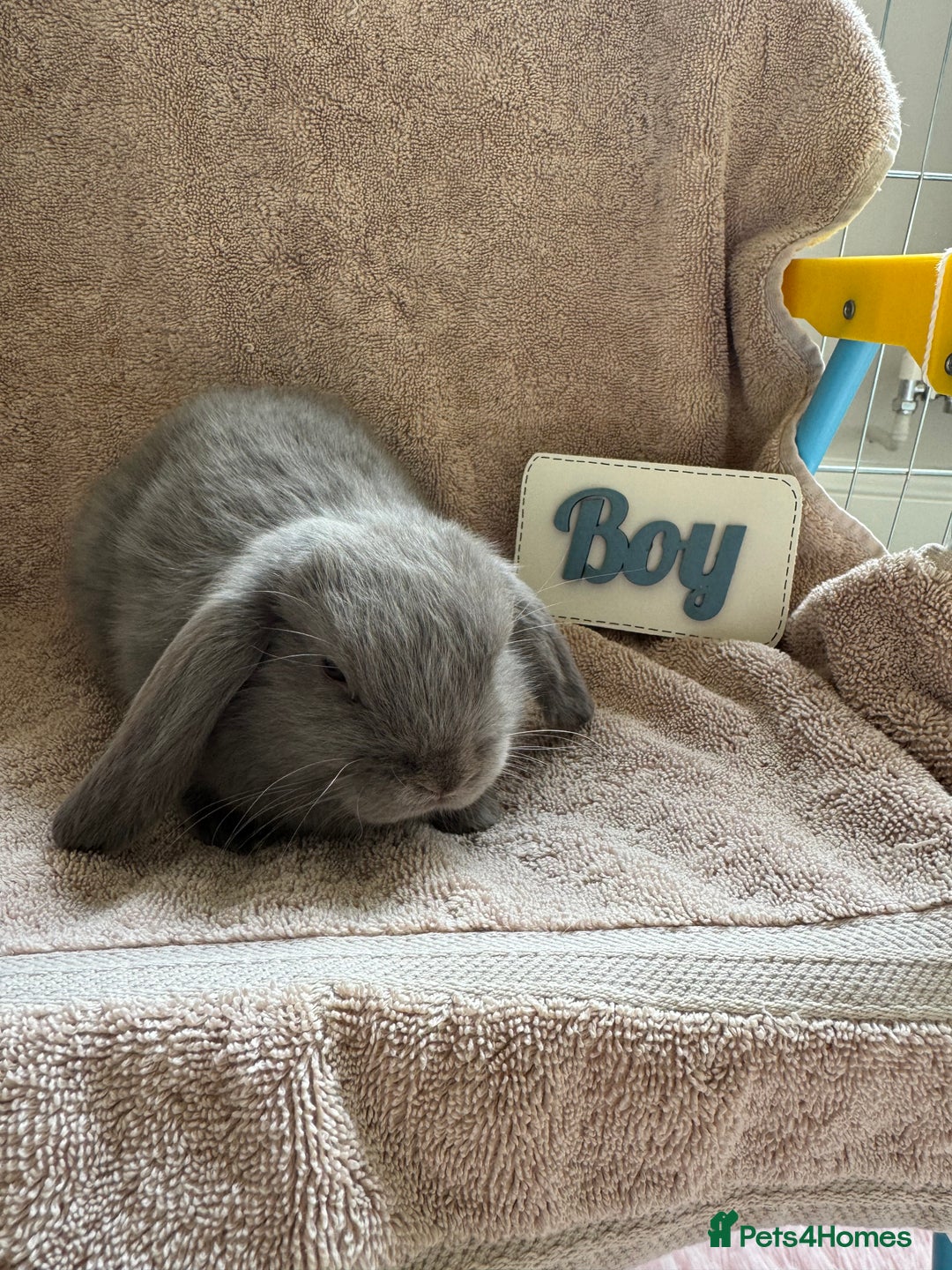 Mini Lop rabbits for sale: Friendly mini lop babies ready 14 August - Image 5