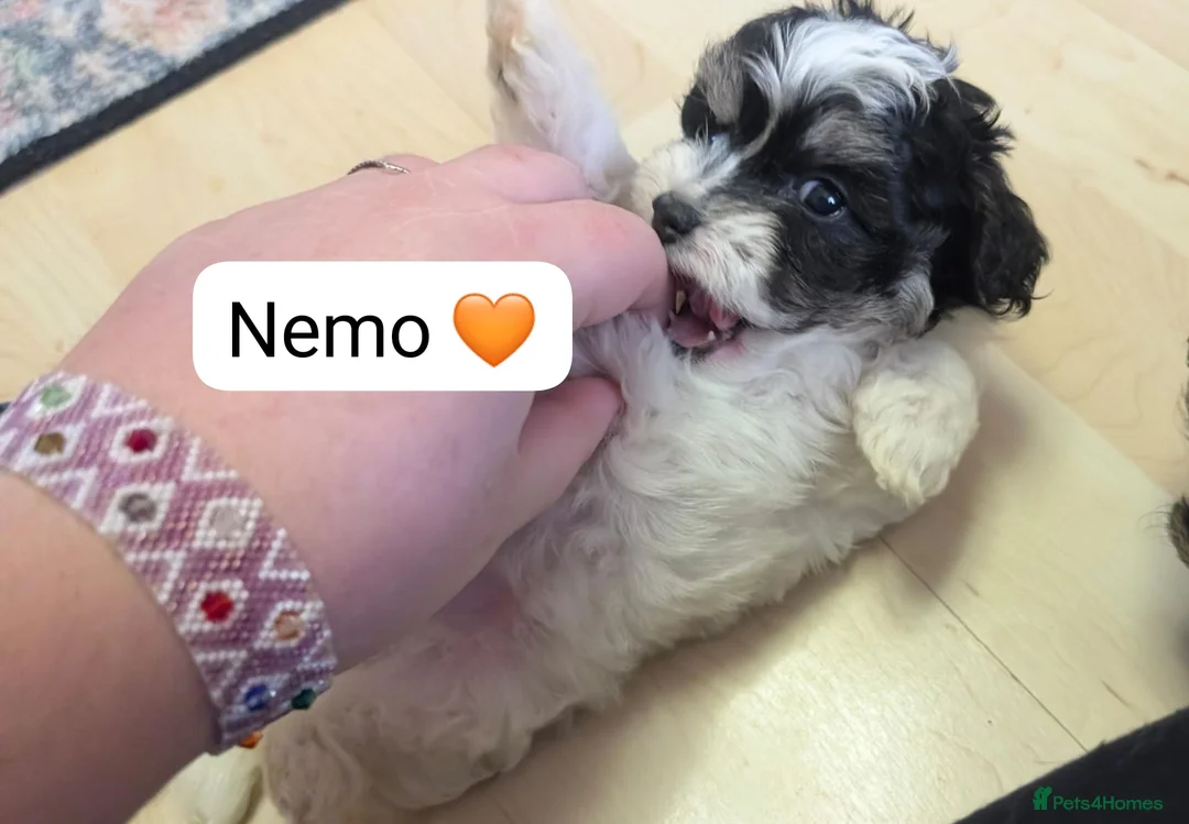 Chipoo dogs for sale: Chipoo Puppies - Advert 29