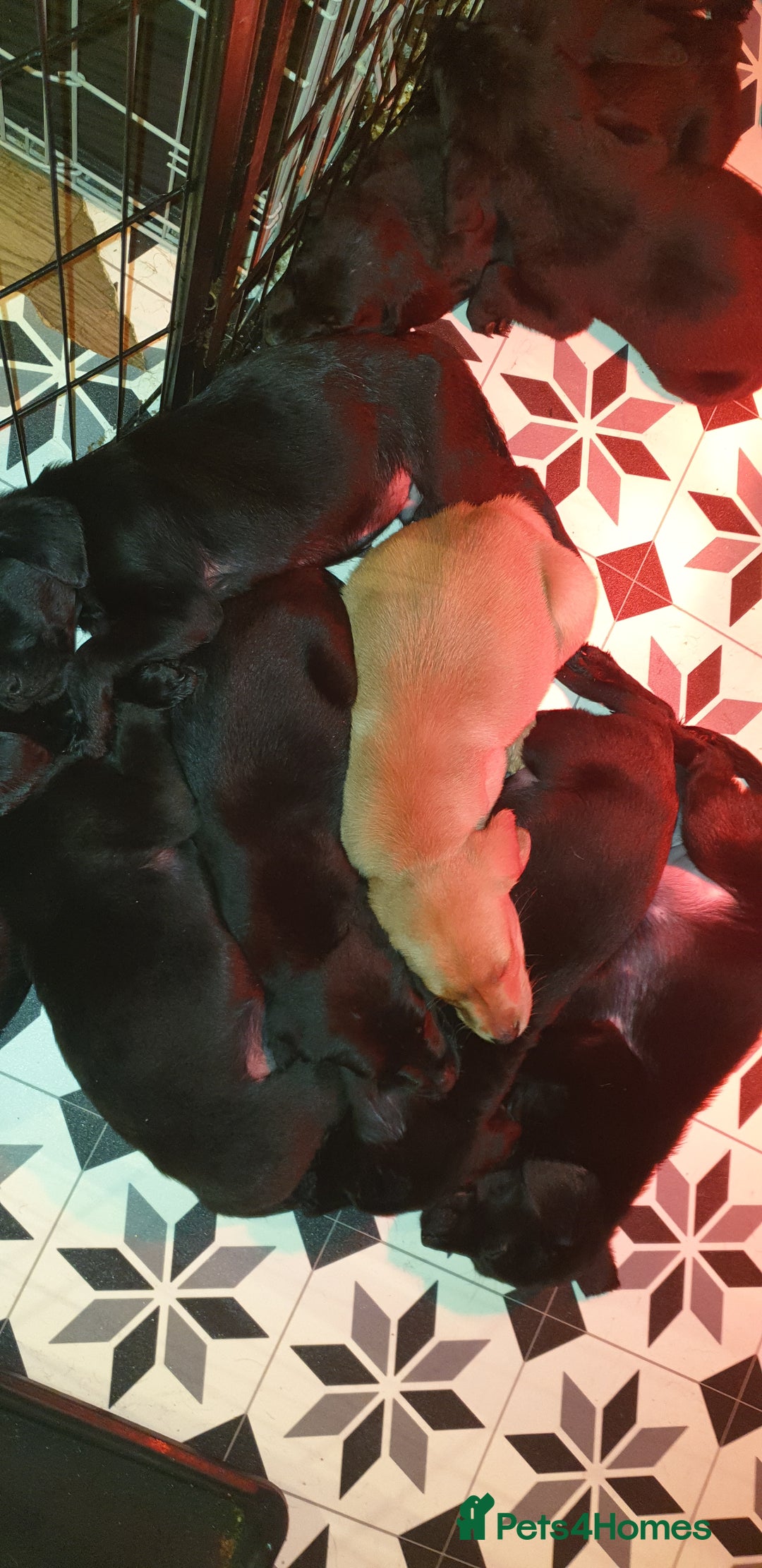 Labrador Retriever dogs for sale: litter of 11 kc reg lab retrievers 10weeks old - Image 5