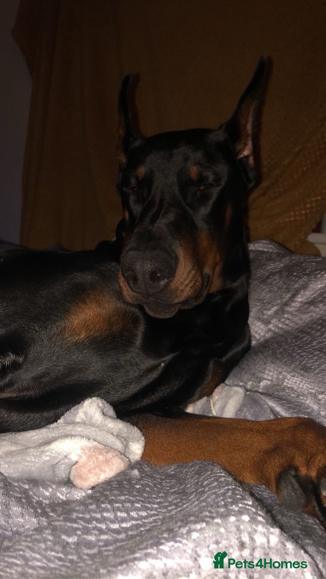 Mixed Breed dogs for sale: Doberman x staffy - Advert 4