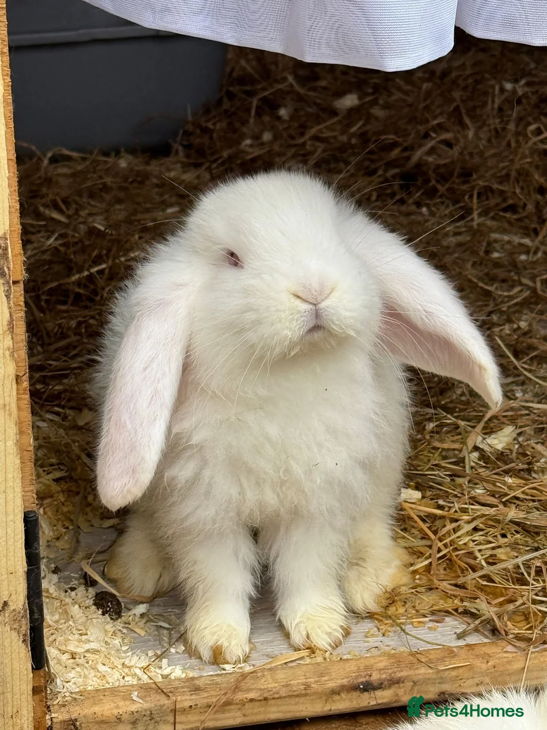 French Lop rabbits for sale: 10week old French lop light fawn girl in Newcastle - Advert 1