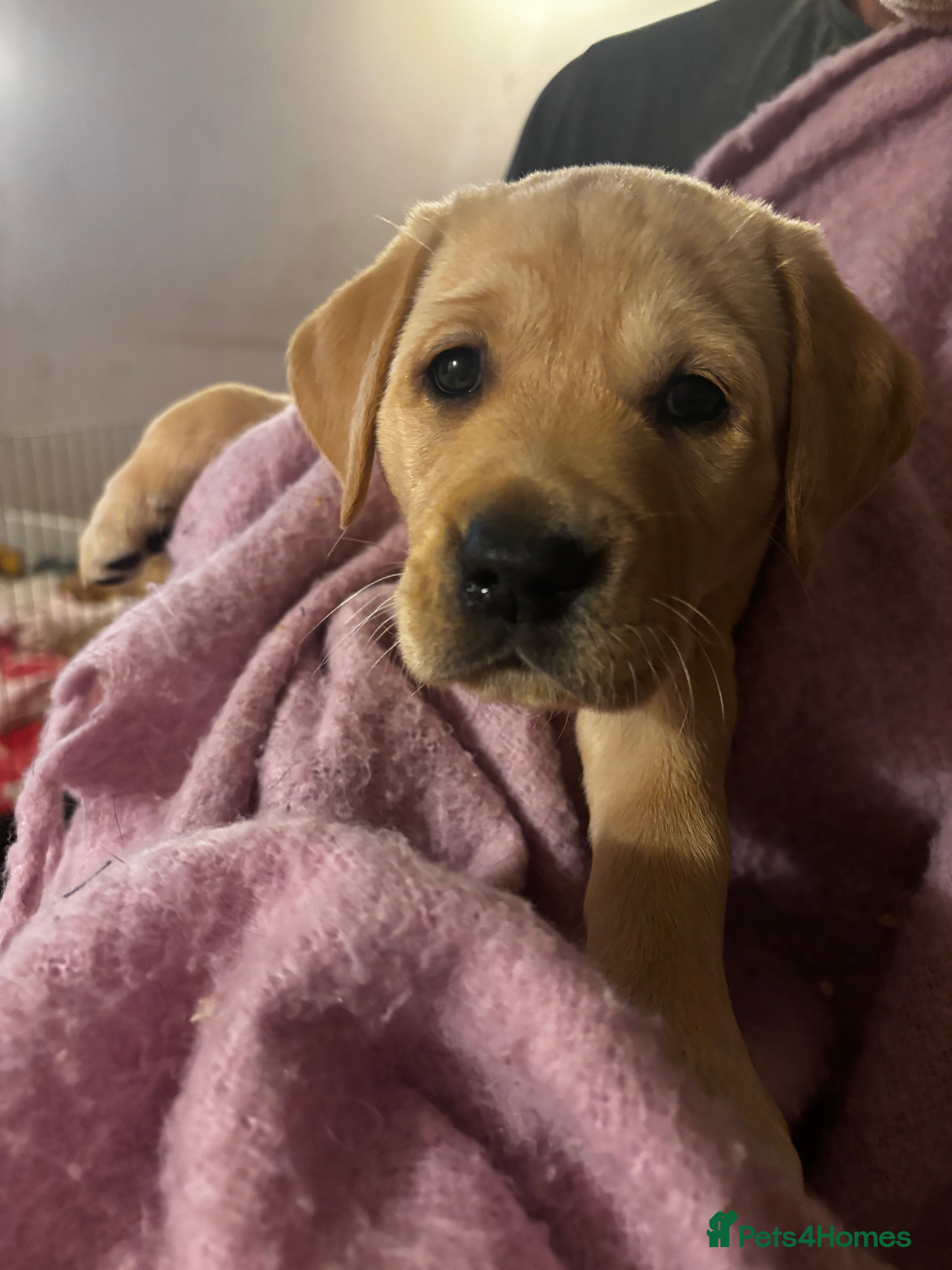 Goldador dogs Goldador puppies with a dash of dalmation  - Advert 1