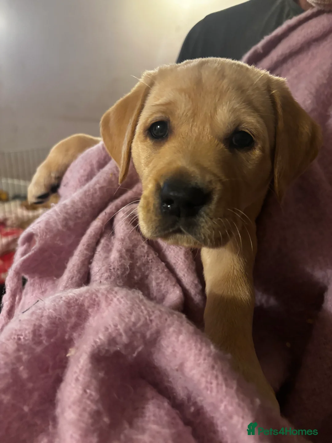 Goldador dogs for sale: Goldador puppies with a dash of dalmation  - Advert 1