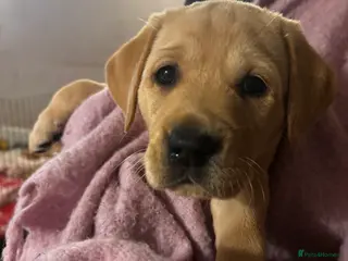 Goldador dogs Goldador puppies with a dash of dalmation - Advert 1