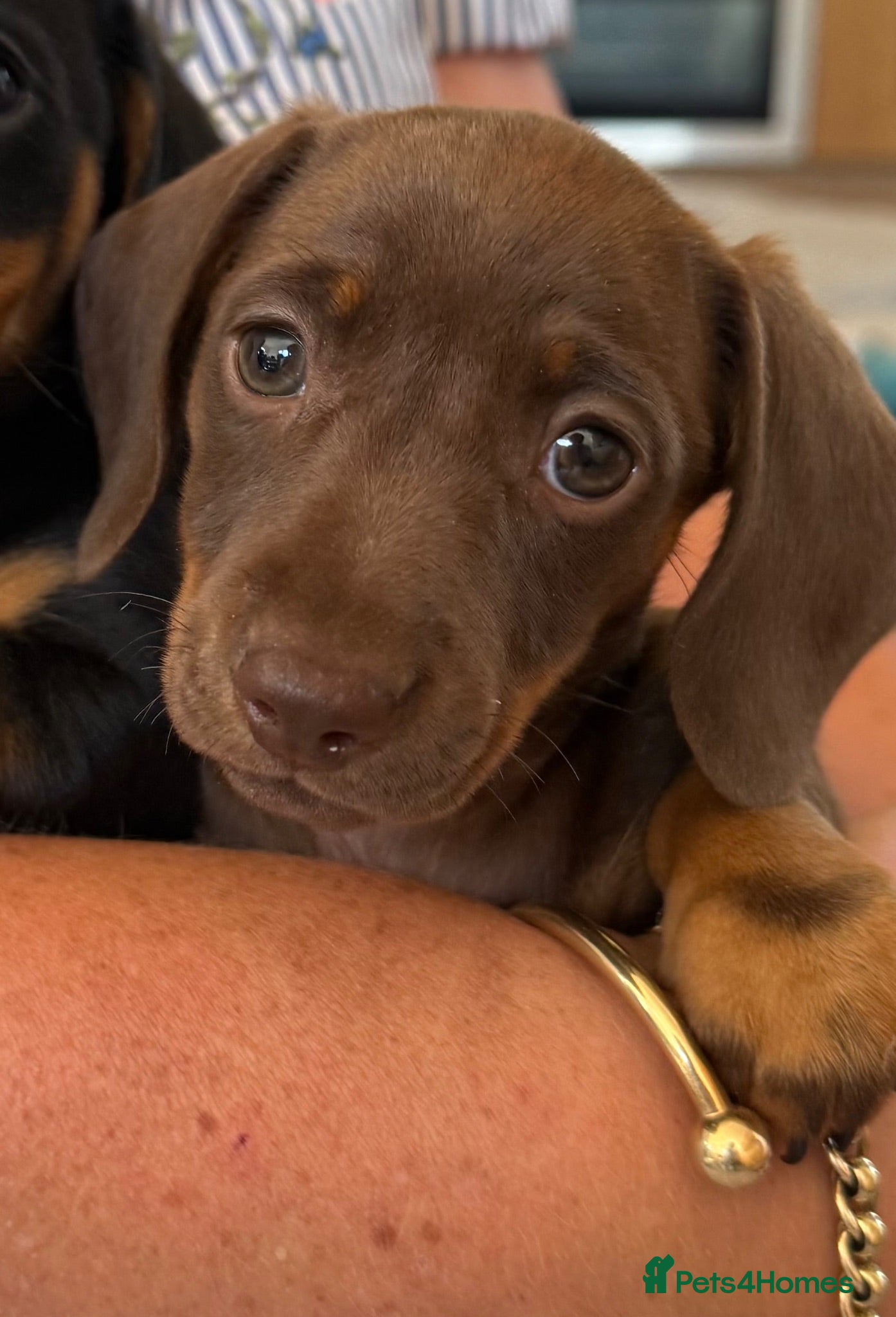 Miniature Dachshund dogs STUNNING SMOOTH HAIR MINI DACHSHUND PUPPIES  - Advert 2