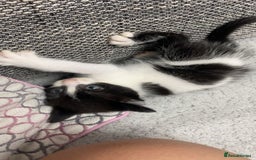 Mixed Breed cats for sale: Kittens for sale in Peterborough  - Image 3