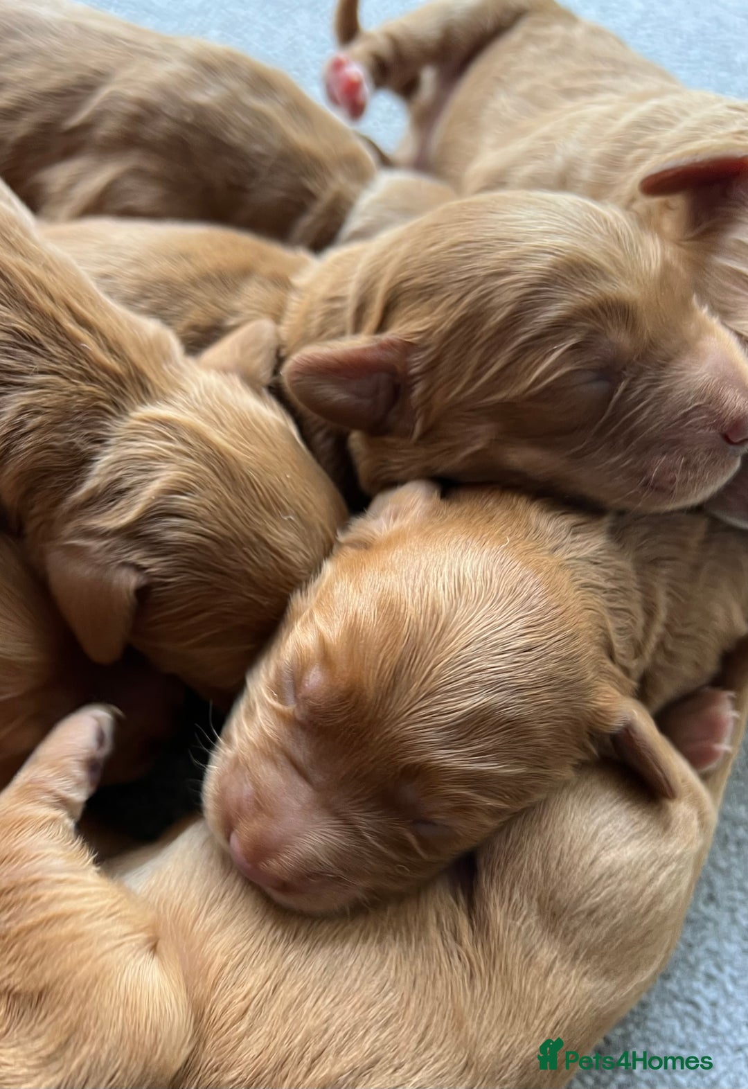 Mini Goldendoodle dogs for sale: Mini GoldenDoodle Puppies - Image 8