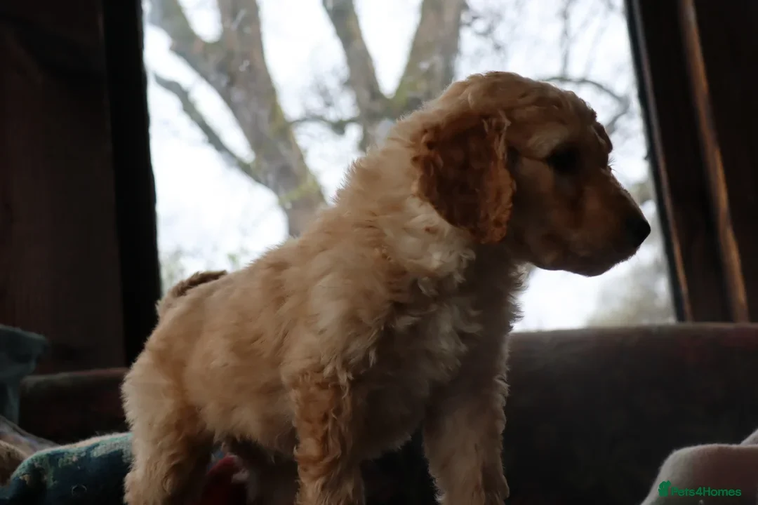 Labradoodle dogs for sale: F3 Labradoodle Puppies Licenced Breeder - Image 22