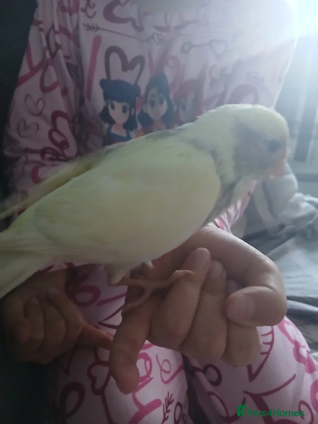 Parakeets birds for sale: Hand tamed baby kakariki  in Cleckheaton - Advert 7
