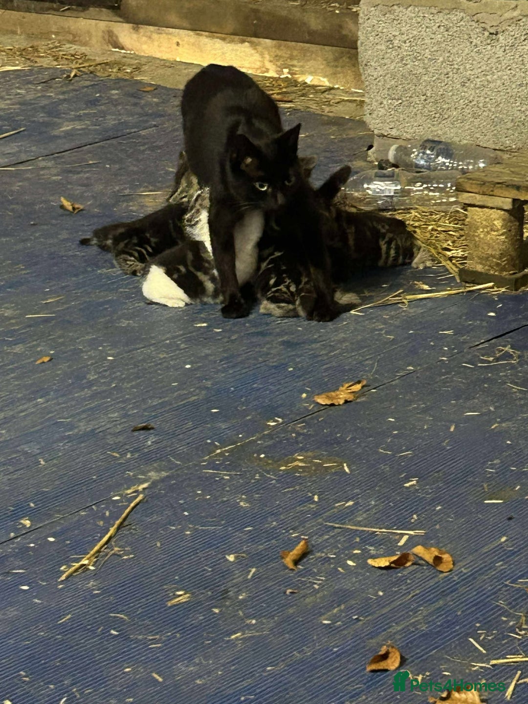 Mixed Breed cats for sale: Farm Kittens Available - Advert 1