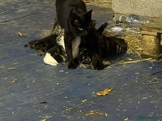 Mixed Breed cats Farm Kittens Available - Advert 1