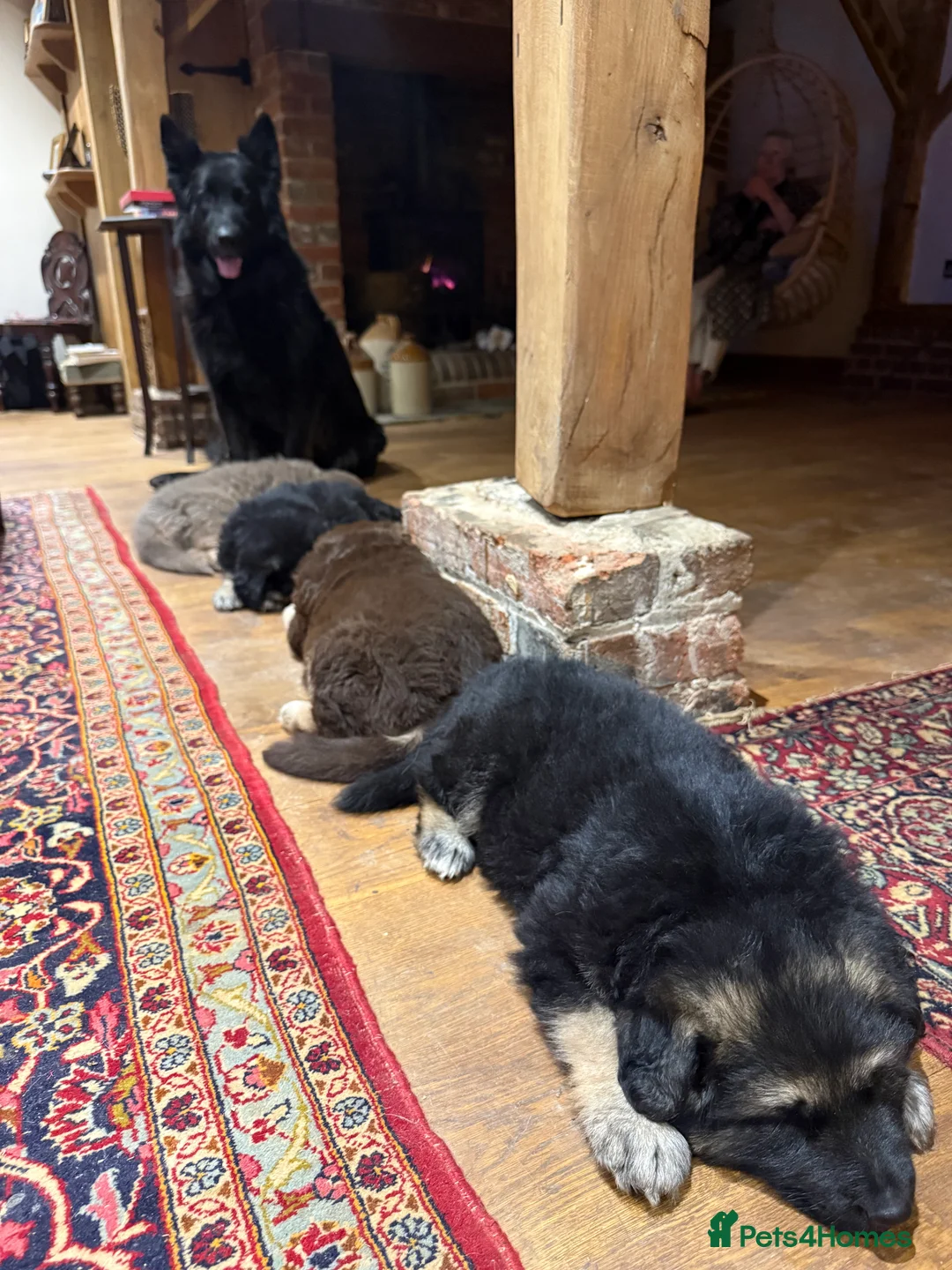 German Shepherd dogs for sale: KC reg health tested parents  - Advert 3