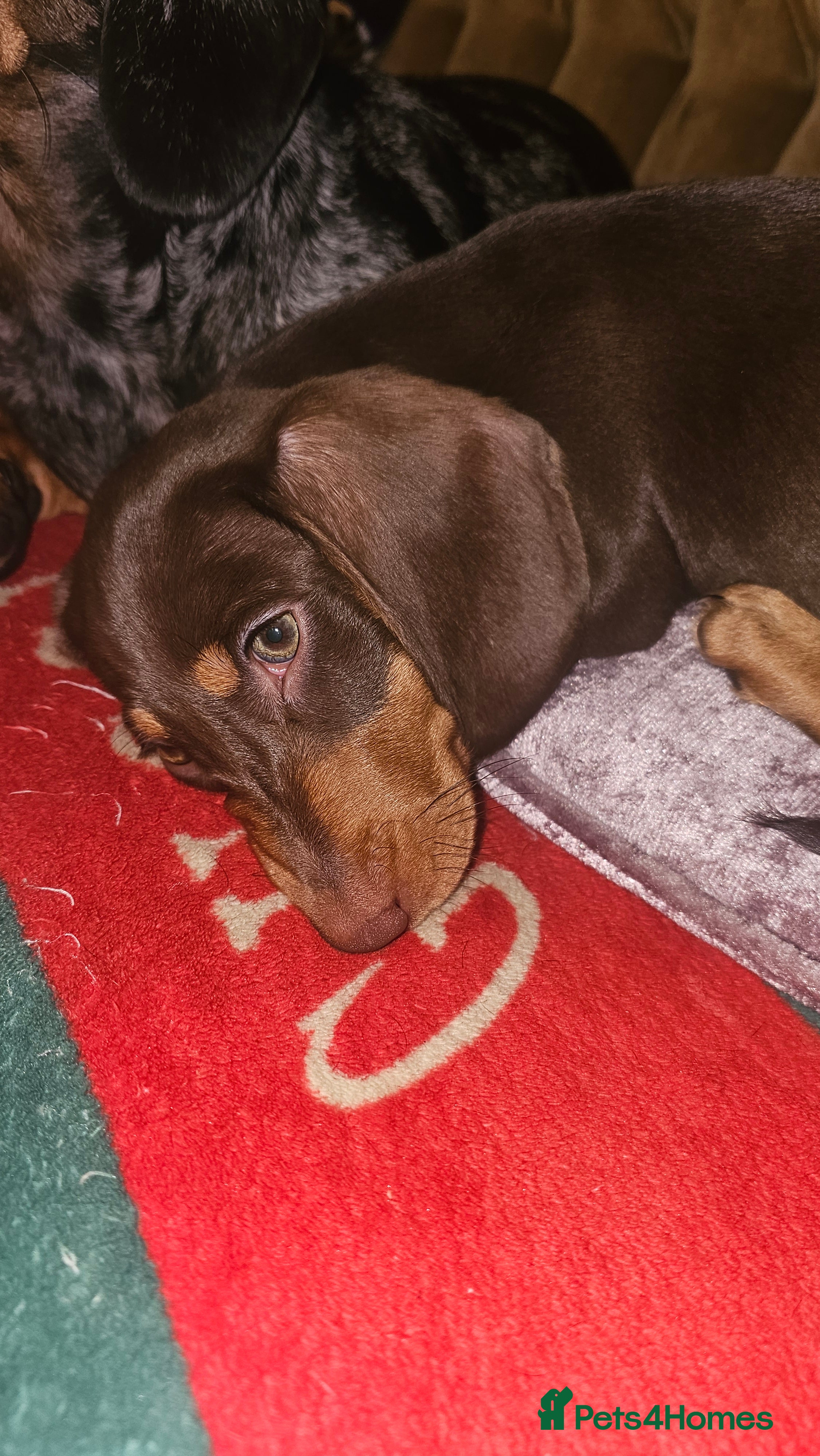 Dachshund dogs for sale: Medium sized' short legged Dachshund puppies - Advert 1