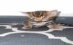Bengal cats for sale: 3 beautiful pure breed bengals  - Image 7