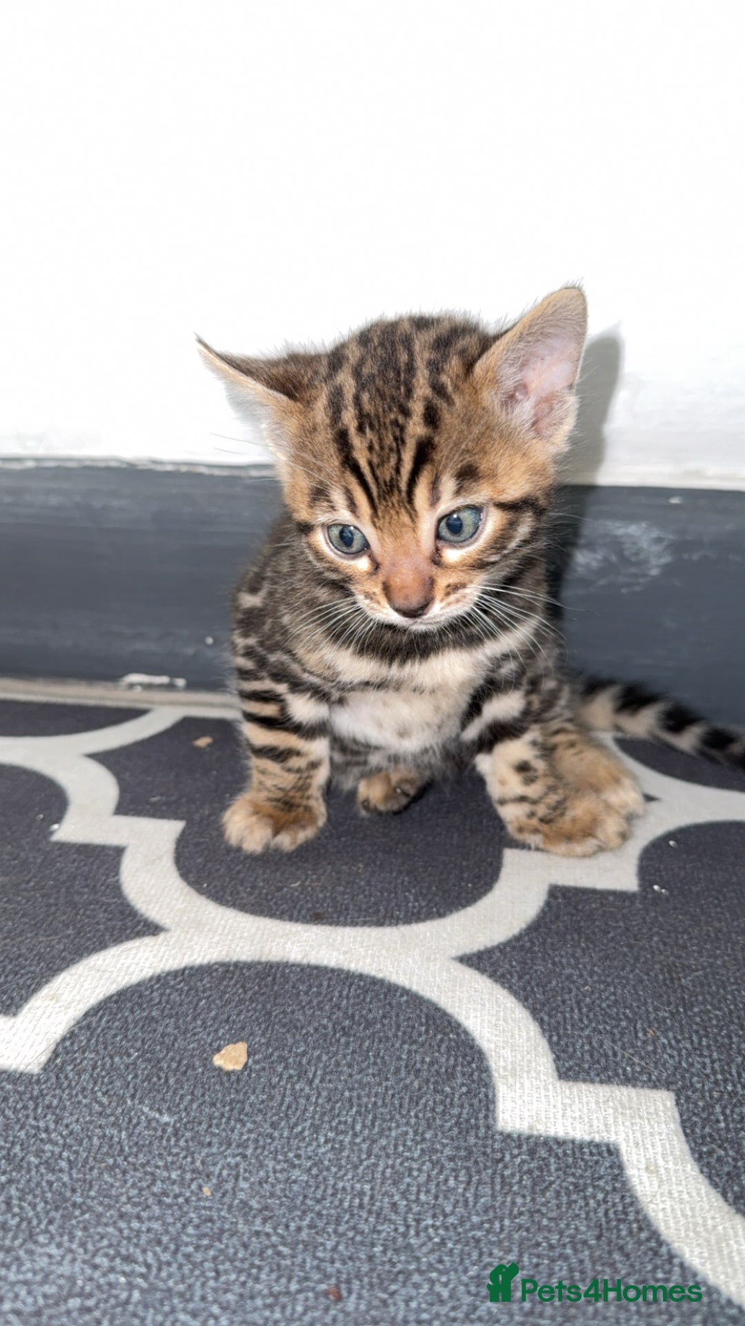 Bengal cats for sale: 3 beautiful pure breed bengals  - Image 7