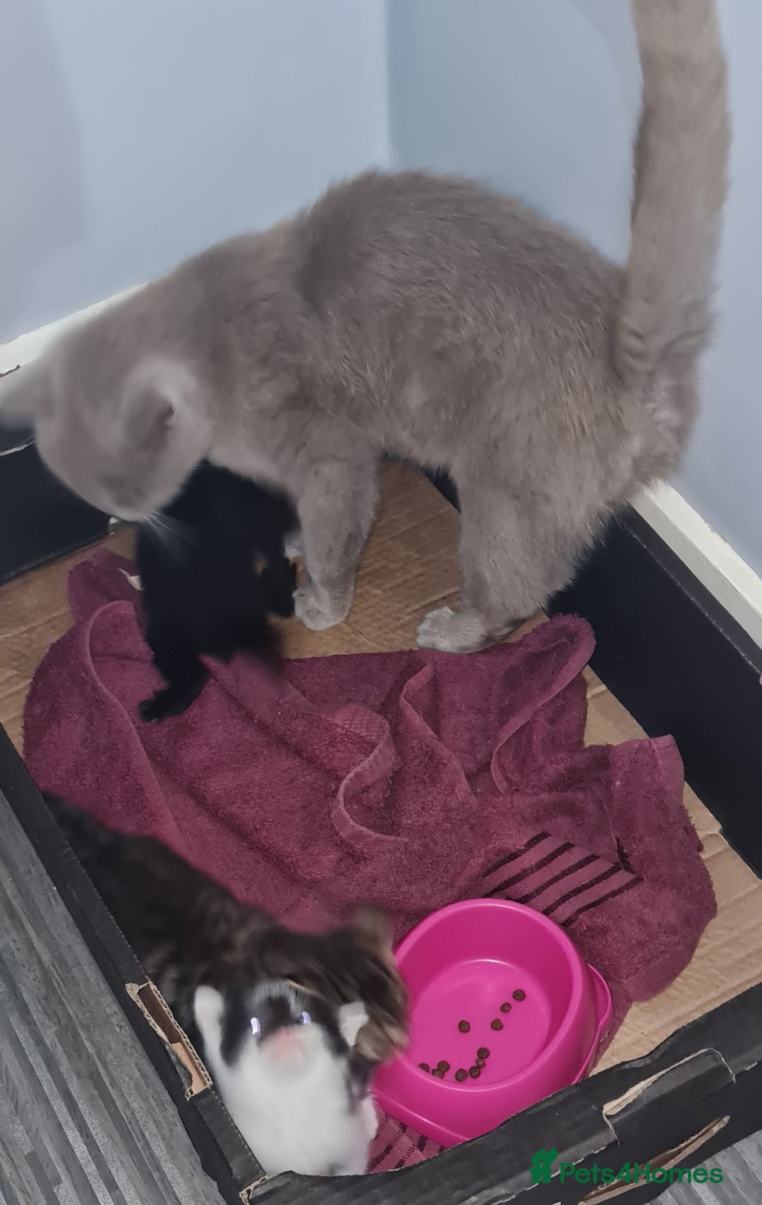 Brazilian Shorthair cats for sale: British shorthair Cross kittens - Image 15