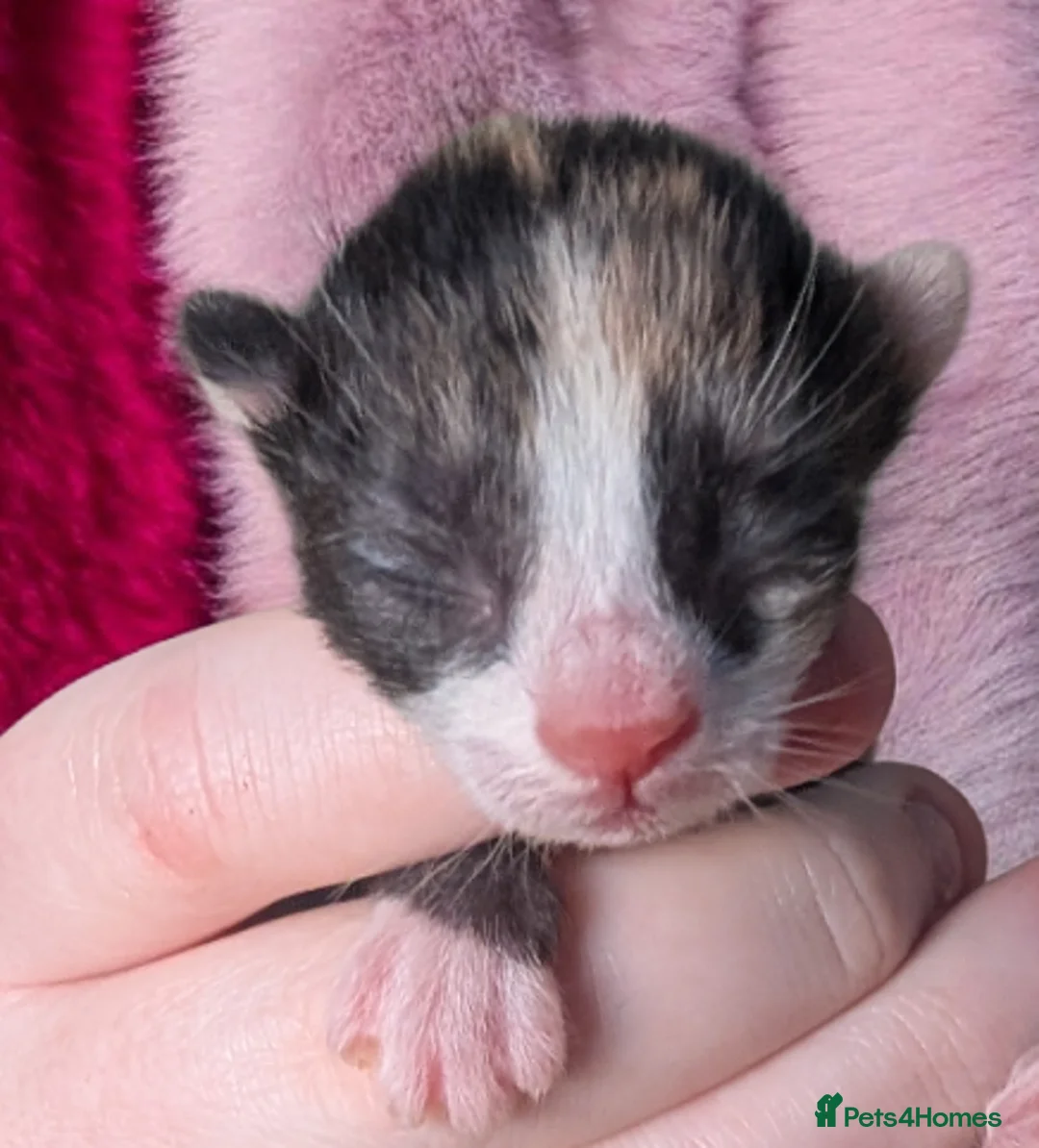 Persian cats for sale: Gorgeous kittens  - Advert 6