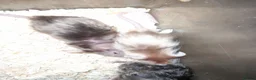 Mouse rodents for sale: Fancy mice - Advert 2