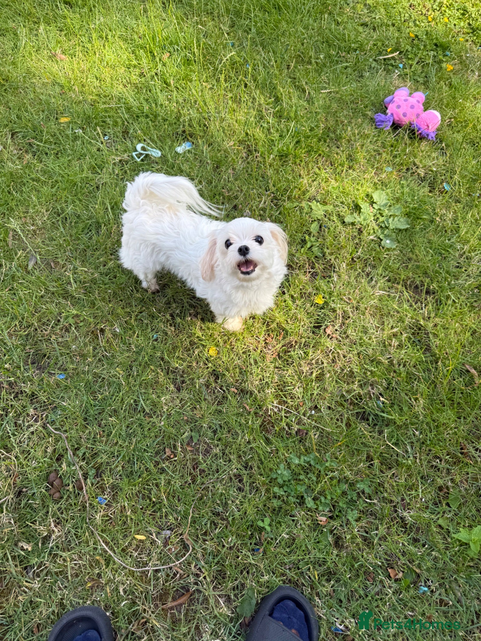 Maltese dogs Top quality girl for pet home! - Advert 1