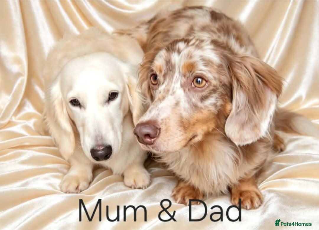 Miniature Dachshund dogs for sale: Long haired miniature dachunds  - Advert 3