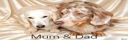 Miniature Dachshund dogs for sale: Long haired miniature dachunds  in Wisbech - Advert 1