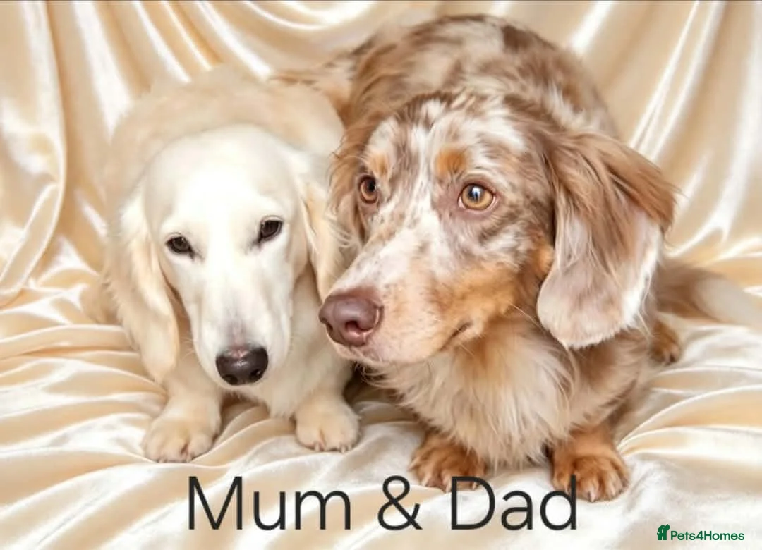Miniature Dachshund dogs for sale: Long haired miniature dachunds  in Wisbech - Advert 1